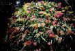 2018 NYBG Orchid Show, Orchid Evenings, Belgian Floral Artist, Daniel ost