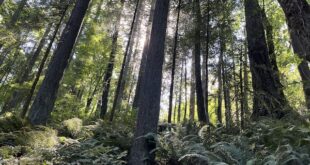Forest scene